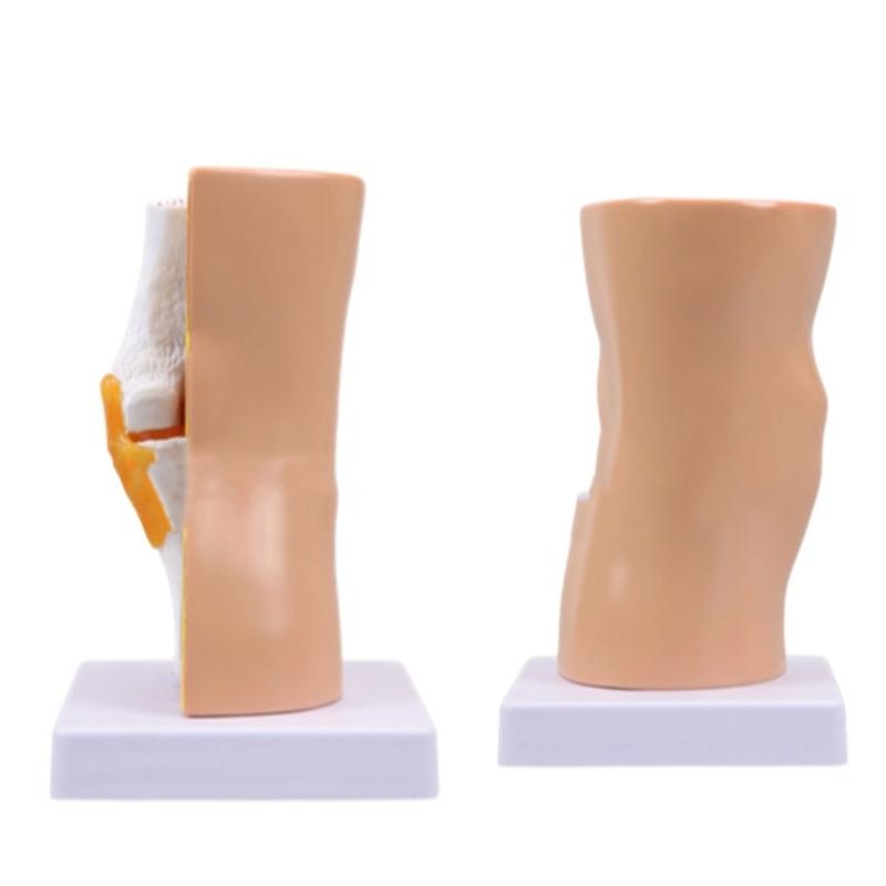 Model ludzkiego stawu kolanowego Model więzadeł stawu kolanowego Szkielet Mięśnie Anatomia Model Narzędzie do nauczania szkolnego na lekcję przyrody