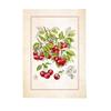 Torchons - Fruits - 50x70cm - 100% coton - Lavable à 40° - Lot de 3