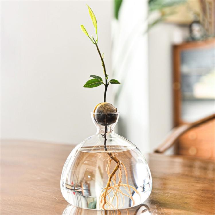 Klare Hochborosilikatglas Avocado Anzuchtvase Hydroponische Blumenvase Pflanzenbehälter Wachstumsvase Geschenk