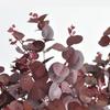 75cm Eucalyptus Tree Branch Purple Red Greenery Artificial Eucalyptus Leaves Floral Arrangement Supplies Home Decoration