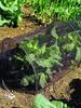 Shade for Plants Tunnel Shade Net Cover Garden planting tunnel agricultural mesh planting tunnel Portable Greenhouse Row Covers