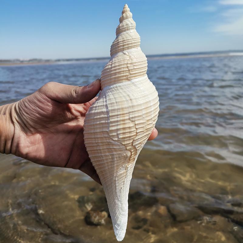 Large Conch Seashell Ornament for Wall Decor, Aquarium Aquascaping, and Sea Sound Collection