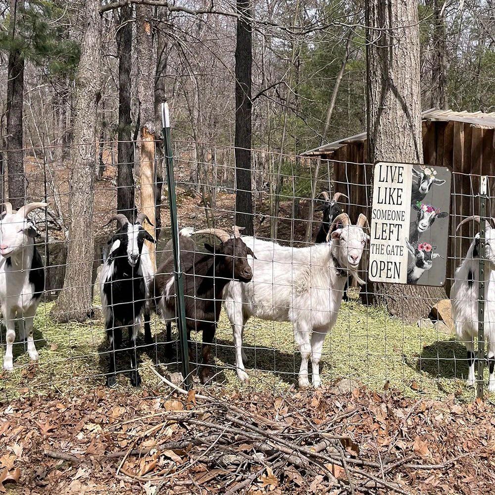 Vintage Goat Sign - Humorous 8x12 Inch Farmhouse Decor for Animal Lovers