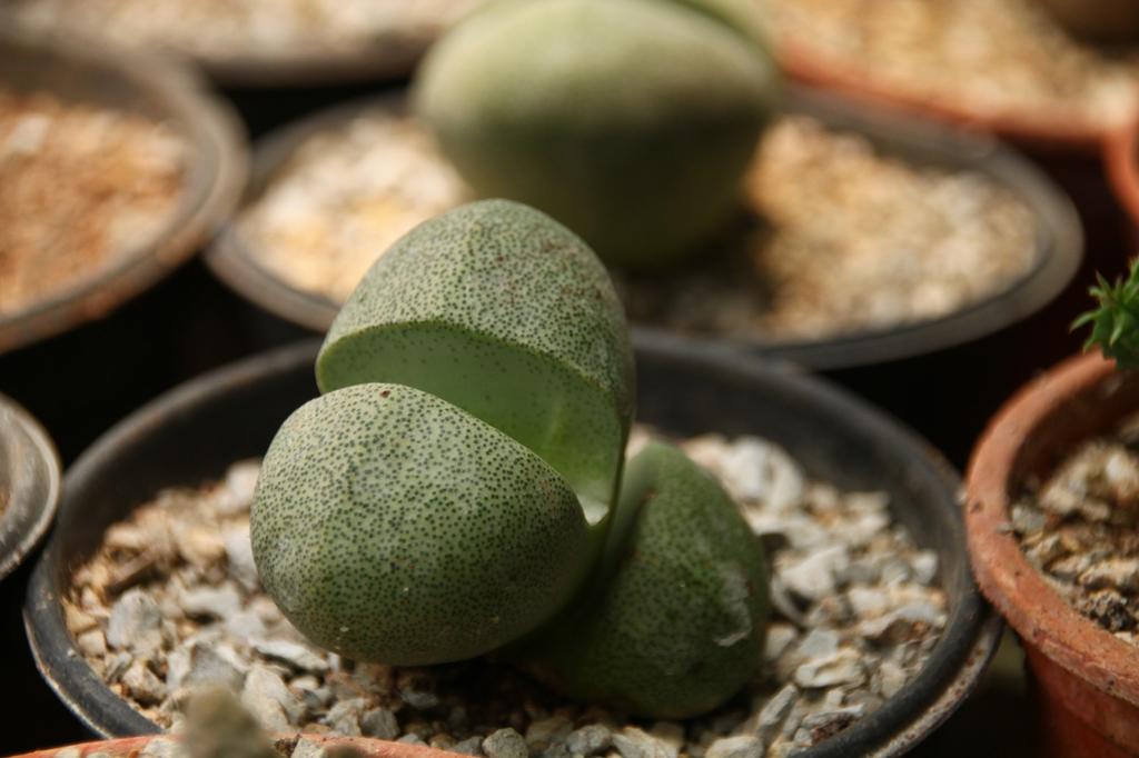 SAFLAX Lebender Granit – 40 Samen – Pleiospilos nelii