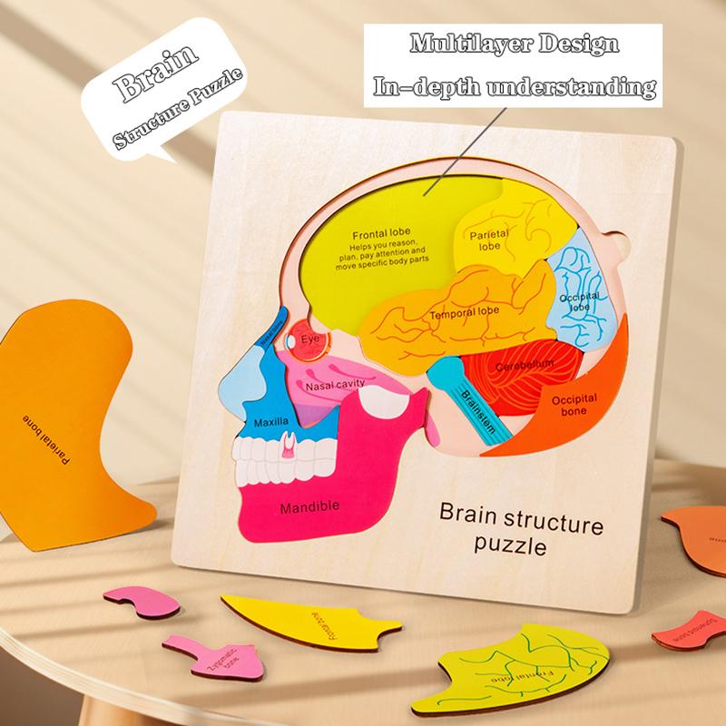 Struttura del cervello del corpo umano Giocattoli Montessori Studio degli organi del busto Puzzle multistrato Giochi STEM Giocattoli educativi di apprendimento per bambini