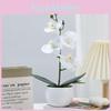 Durable Plastic Butterfly Orchid Fake Plant With Textured Finish For Celebrations And Photo Shoots