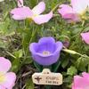 Resin Insect Drinking Cup Flower Shape Garden Decoration Bee Butterfly Water Dispenser  Patio