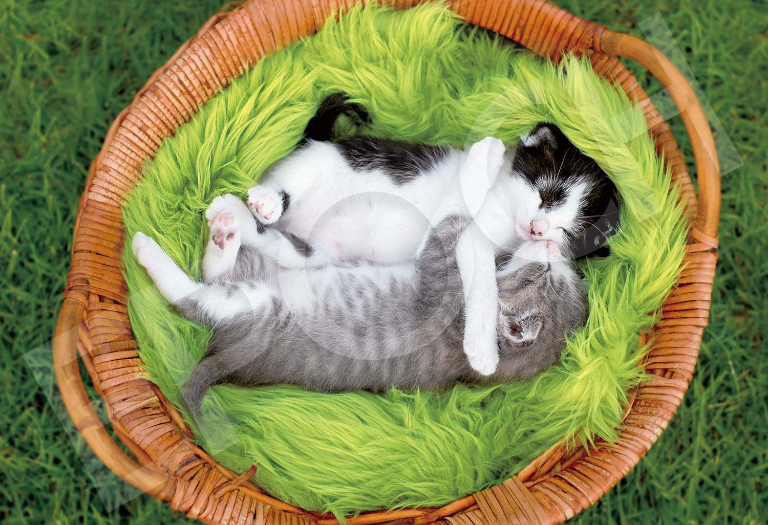 

Epoch Jigsaw Goodnight Includes and Score Ticket 300-Piece Puzzle, Animals/Pets, Cat, (26x38cm), 26-355s, Glue, Spatula,