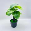 Leaf Taro Simulation Monstera Deliciosa  Artificial Plant Bonsai Decor Indoor