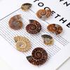 Price Natural Ammonite Fossil Conch Slice Pairs Snail for Pendant DIY
