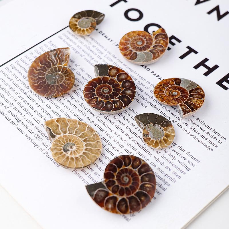 Price Natural Ammonite Fossil Conch Slice Pairs Snail for Pendant DIY