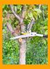 High-Altitude Telescopic Fruit Picking and Pruning Shears for Loquats, Lychees, and Longans
