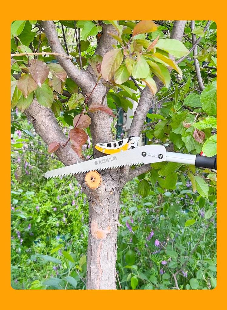 High-Altitude Telescopic Fruit Picking and Pruning Shears for Loquats, Lychees, and Longans