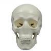 Removable Mini Skull Model for Art, Sketching, and Dental Teaching