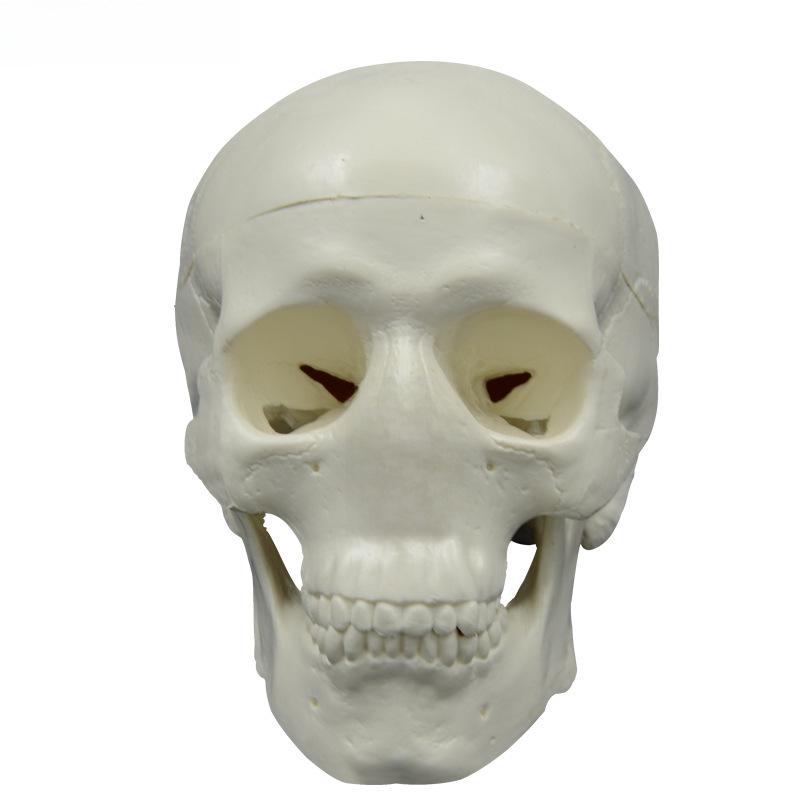 Removable Mini Skull Model for Art, Sketching, and Dental Teaching
