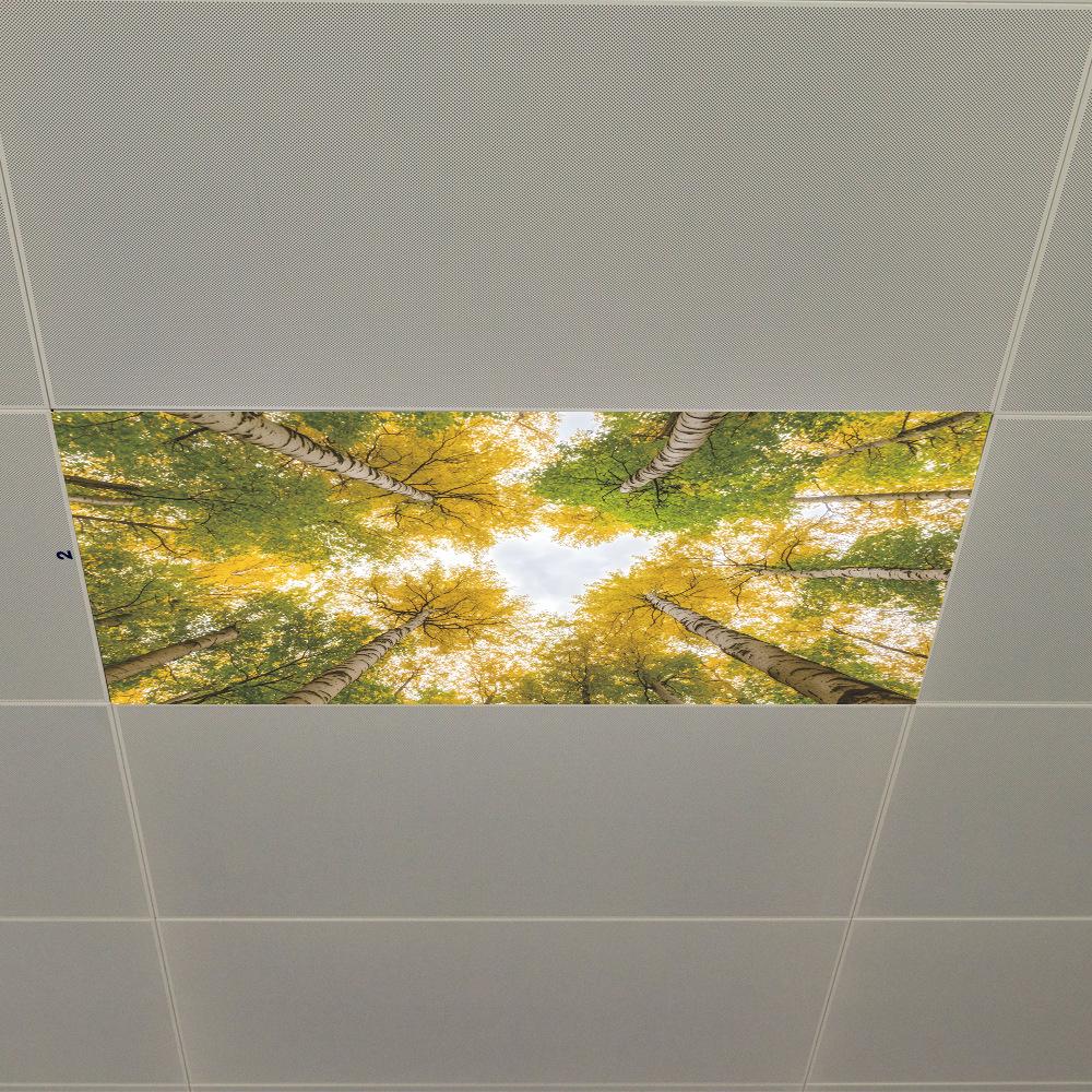 Autumn Morning Quiet Forest Ceiling Bedroom Beautiful Home Beautification Stickers