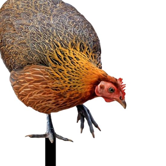 Realistic Acrylic Animal Yard Stake, 2D Flat Chicken Goose Bird Bunny Garden Sign for Pathway, Patio, Lawn Outdoor