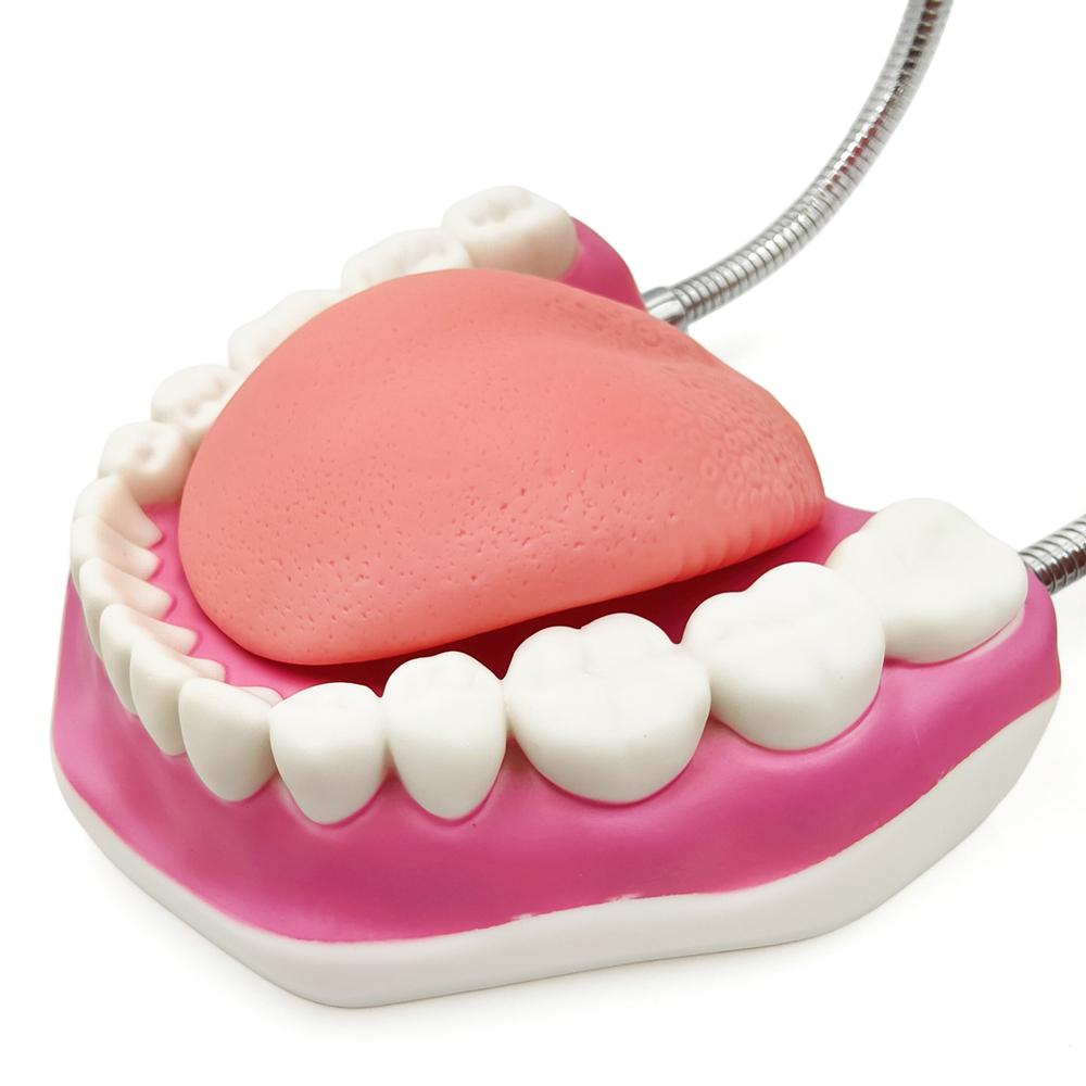 Teaching Dental Brushing Model with Big Toothbrush Standard Flossing Teeth Model Normal Dentist Practice Training Teaching Model