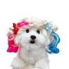 Are 10 Here Suggested Titles For The Pet Wig Product Based On The Information Provided