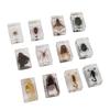 12 Pcs Real Bug Specimens Transparent Resin Science Education Classroom Bug Specimen Sample