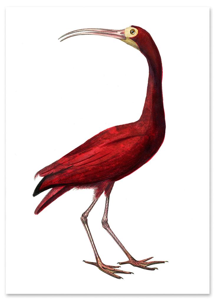 Poster Red Bird Illustration