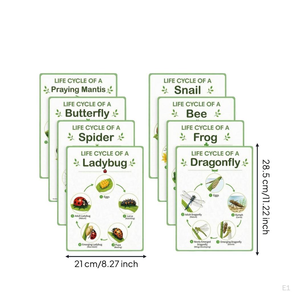 8 Pieces Life Cycle Chart A4 Cycles Bulletin Board Visual Educational Poster with Border