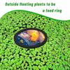 5 Piezas Anillos para Acuario Anillos Alimentadores para Peces Corral para Plantas Flotantes Soporte Flotante de Eva para Plantas Acuáticas Anillos para Plantas Círculo Alimentador para Peces