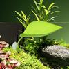 Frog Habitat Leaf Suction Cup Tank Terrarium Realistic Leaf Reptile Basking Area Resting Terrace for Geckos Frog Tank Decor
