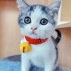 Neck Protective Collar Small Dog Collar Cat Necklace Winter Silent Bell Collar