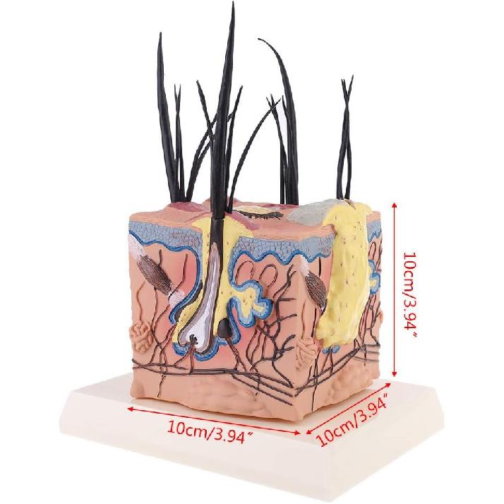 Dog Skin Model Sick Dog Canine Skin Anatomical Model Veterinary Vet Anatomy Display Teaching, 10x10cm