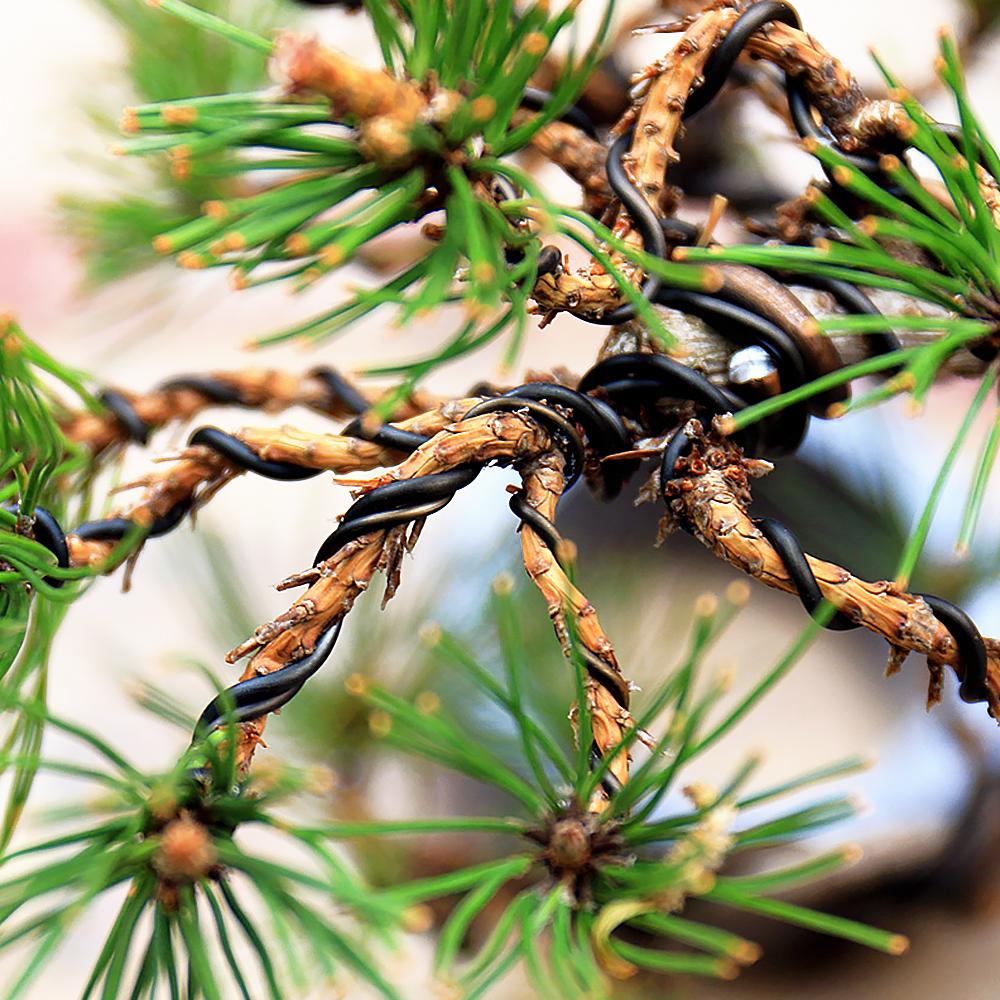 Garden Bonsai Shape Aluminum Wire (1.0mm, 1.5mm, 2.0mm, 3mm, 4mm, 5mm) Black Six Sizes for Garden and Plant Shapes