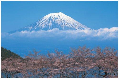 Mount Fuji/Cherry Blossom Poster + Aluminum Frame (White) Set TX-1831W