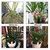 Smart Plant Soil Moisture & Humidity Meter for Horticulture
