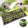 10 Children's Seed Trays with Holes