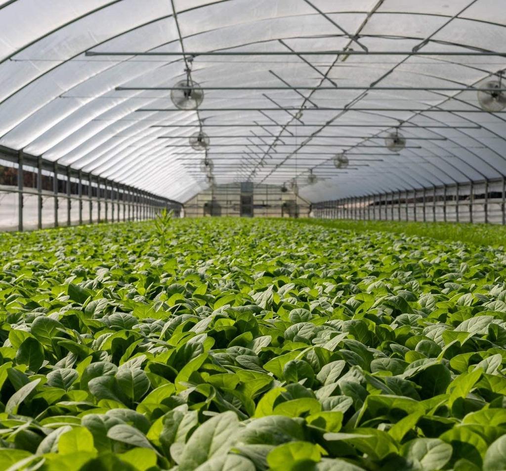 5/10m 20-500Mesh Insektenschutznetz Gemüsepflegeabdeckung Pflanzenabdeckungen Garteninsektennetz Anti-Vogel-Netz Windows Obstnetze