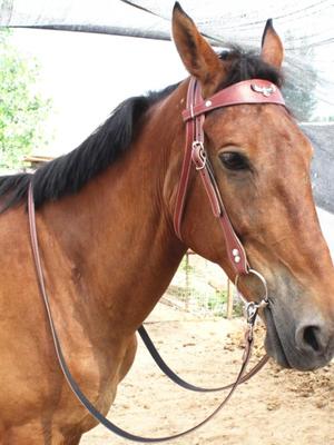 Ensemble de Bride et Harnais de Cheval Réglable avec Mors d'Eau, Mors et Rênes Faits à la Main - Équipement d'Équitation