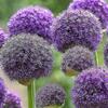 6 Bulbos de Allium Gladiator Prontos Para Plantar Cebola Florífera Planta Perene Viva Interna/externa -hk607 25-26