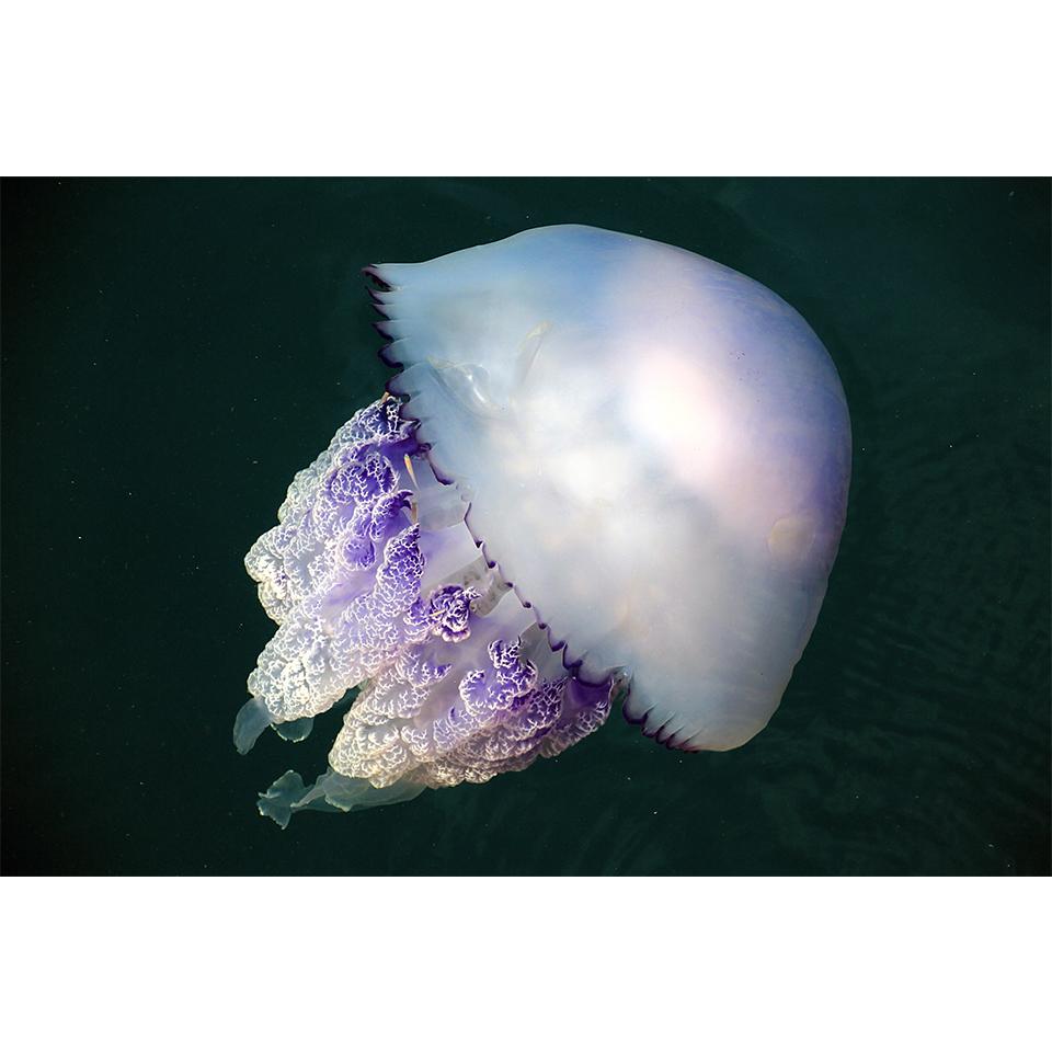 Pictură cu diamant 5D DIY, animale, meduze, cu strasuri, imagine artistică, kit cu punct de cruce, broderie cu diamante, mozaic, cadou, decor