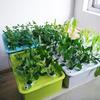 220V/110V  24 Holes Hydroponic Kit with Oxygen Pump Indoor Garden Cabinet Box Bubble Nursery Pots Cultivation Box 1 Set