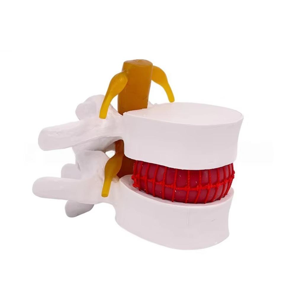 3D Model Lumbar Model Spine Demonstration Structure  Teaching Demonstration