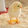 Beinorthese zur Unterstützung bei Spreizbeinen – Verstellbare Geflügelbein-Klemme für Vögel
