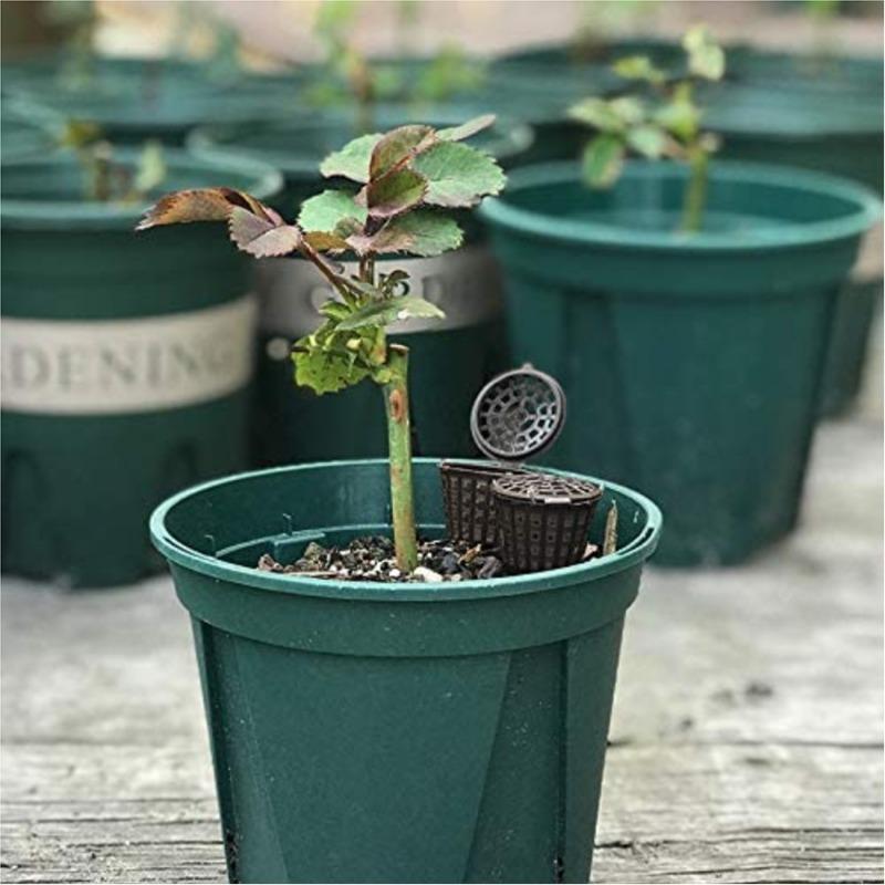 10 Pieces Fertilizer Basket Nutrition Cup Small Bonsai Fertilizer Box with Lid for Plant Gardening Offices Courtyards Balconies