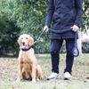Hunde – Hundehalsbänder & Leinen