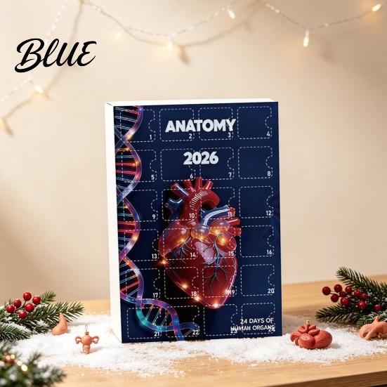 Human Body Model Set Anatomical Calendar 24-Day Anatomy Advent Set 2026 Organ Ornament Medical Student