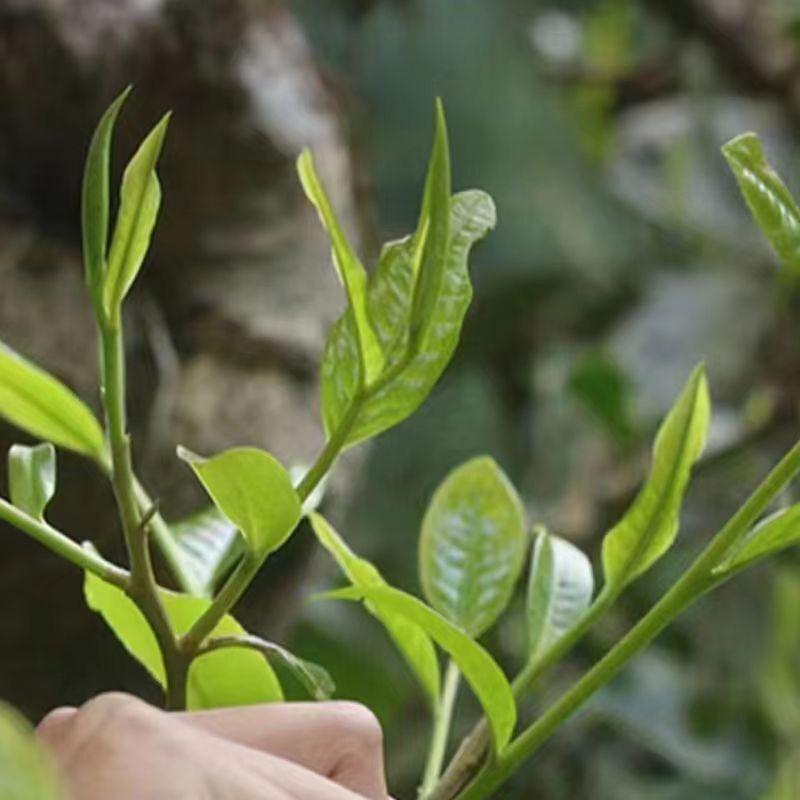 357g Yunnan Puerh Raw Tea Lceland Golden Leaves Raw Pu'er Tea Cake Pu-erh Tea