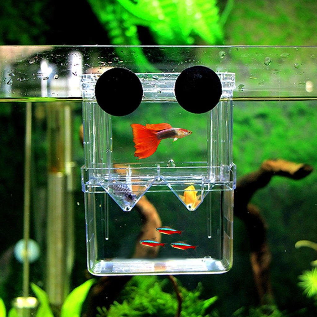 floating fry tank