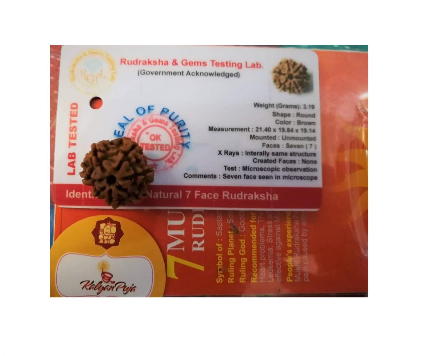 Рудракша сертифицированная (7 мукхи), 7 Mukhi Certified Rudraksha (Nepal), Kalyan Puja