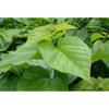 Organic Pure Mulberry leaf Extract Powder 10:1 100g