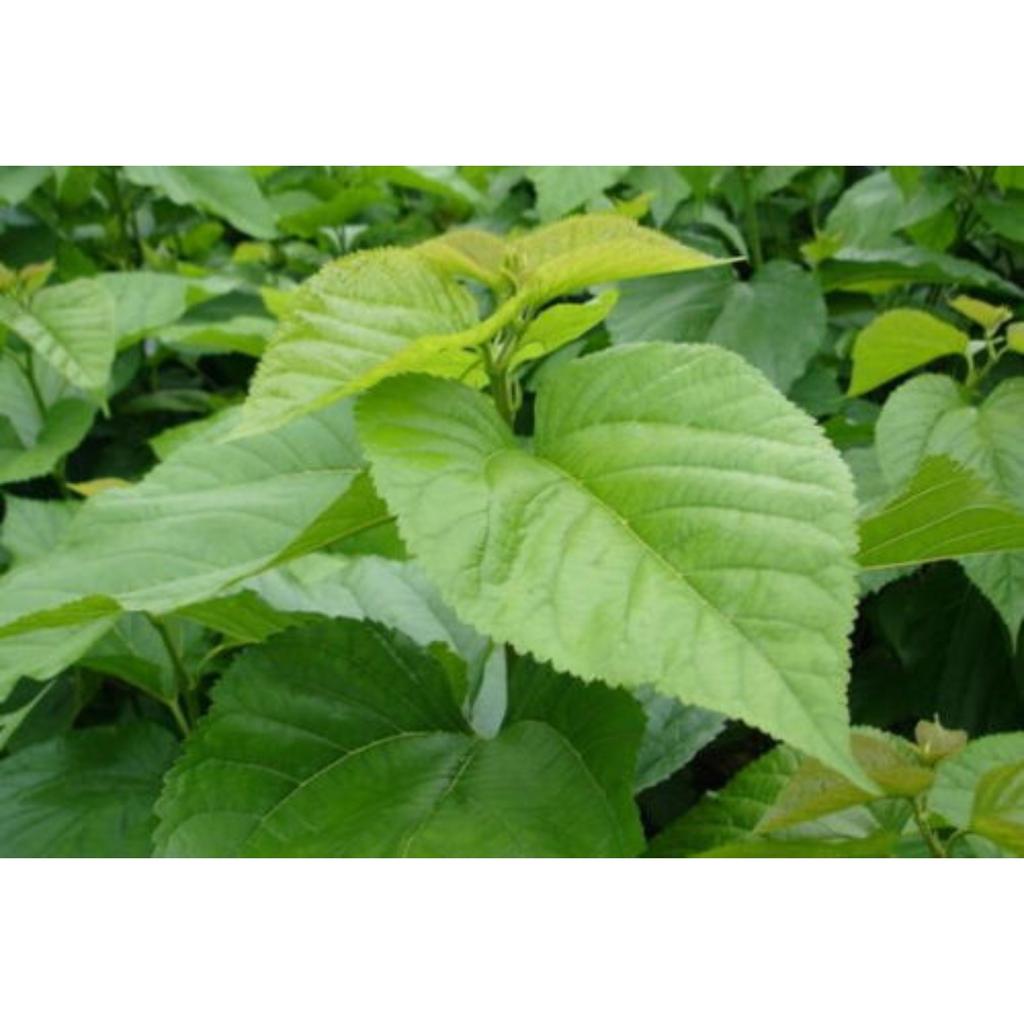 Pudră Extract Organic Pur Frunză de Dud 10:1 100 g