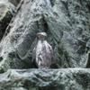 Pinguin (Elternteil und Kind) Hergestellt in England Tierkunst-Figuren-Sammlung